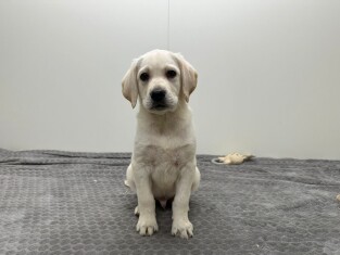 Labrador Retriever reu Puppy te koop 014489375