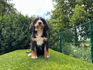 Berner Sennen teefje Puppy te koop 014496622