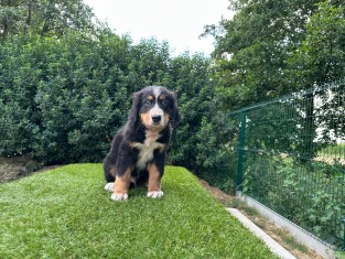 Bouvier Bernois male Tricolor - PUP-ID 014496626 | Dierenhof Debrabandere