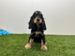 English Cocker Spaniel female Puppy for sale 014496642