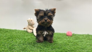 Yorkshire Terrier male 014498466