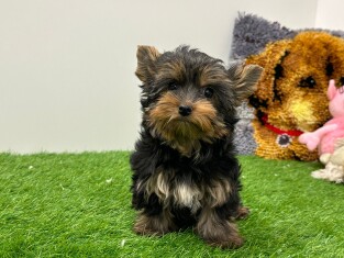 Yorkshire Terrier female 014498473