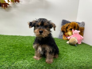 Yorkshire Terrier male 014498474