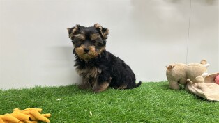 Yorkshire Terrier male 014498476