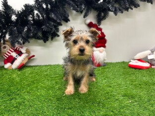 Yorkshire Terrier teefje Puppy te koop 014498477