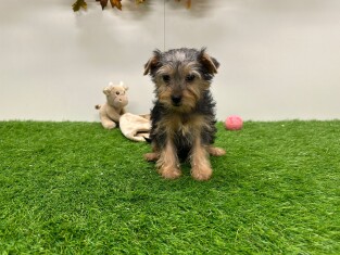Yorkshire Terrier female 014498477