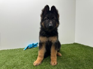 Berger Allemand male 014729002
