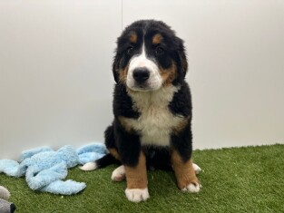 Berner Sennen reu Puppy te koop 014729005
