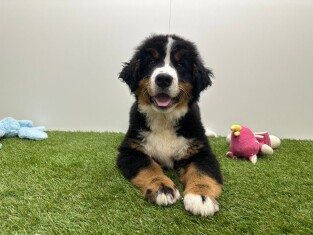 Berner Sennen reu Puppy te koop 014729006