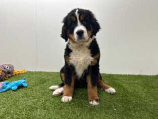 Berner Sennen teefje 014729010