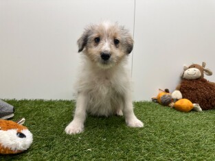 Croise Shetland Sheepdog x Border Collie male Chiot à vendre 014729181