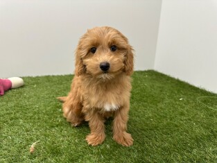 Maltipoo teefje Abricot - PUP-ID 014729182 | Dierenhof Debrabandere