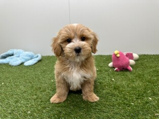 Maltipoo reu Abricot - PUP-ID 014729186 | Dierenhof Debrabandere