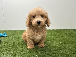 Maltipoo male Chiot à vendre 014729188