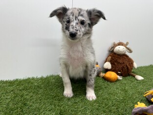 Kruising teefje Merle - PUP-ID 014729197 | Dierenhof Debrabandere