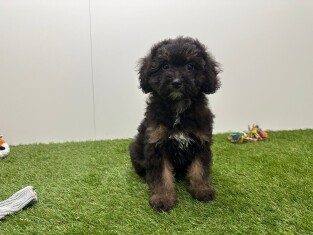 Havapoo teefje Puppy te koop 014729247