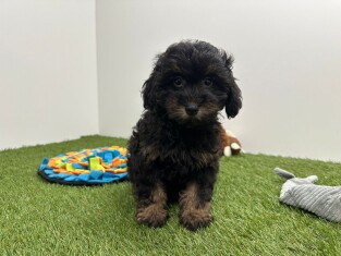 Havapoo male Puppy for sale 014729251