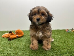 Havapoo teefje Puppy te koop 014729259