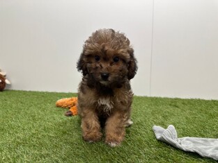 Havapoo female Puppy for sale 014729260
