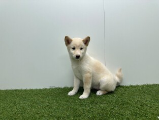Shiba Inu femelle Chiot à vendre 014729282