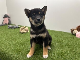 Shiba Inu reu Zwart en Tan - PUP-ID 014729290 | Dierenhof Debrabandere