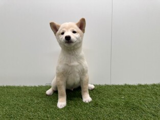 Shiba Inu reu Puppy te koop 014729293