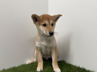 Shiba Inu reu Puppy te koop 014729298