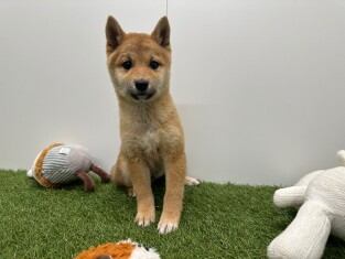 Shiba Inu femelle Chiot à vendre 014729300