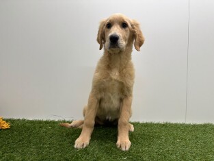 Golden Retriever female Puppy for sale 014729326