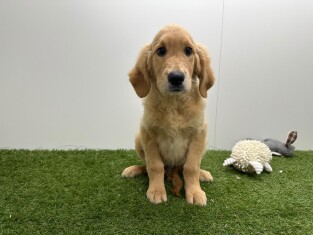 Golden Retriever male Chiot à vendre 014729337