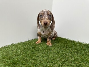 Teckel teefje Chocolat Merle - PUP-ID 014729345 | Dierenhof Debrabandere