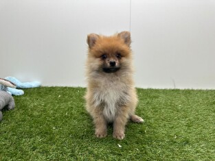 Pomeriaan reu Orange - PUP-ID 014729346 | Dierenhof Debrabandere