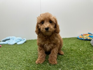Maltipoo teefje Puppy te koop 014729356