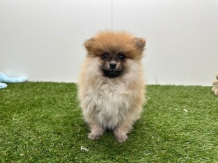 Pomeranian male Puppy for sale 014729358