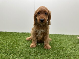 Cockapoo male Puppy for sale 014729402