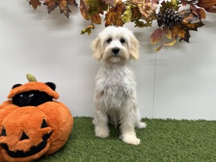 Maltipoo reu Puberpup te koop 014729405