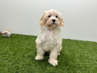 Maltipoo male Chiot à vendre 014729405