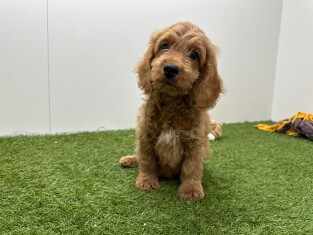 Cockapoo male Chiot à vendre 014729409