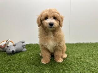 Maltipoo reu Puppy te koop 014729417