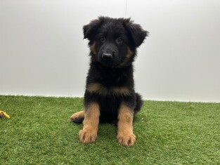 German Shepherd male Puppy for sale 014729425