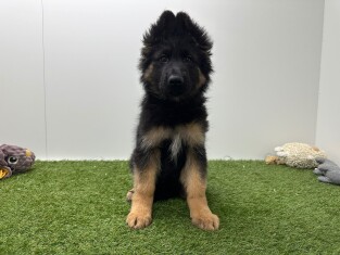German Shepherd female Puppy for sale 014729426