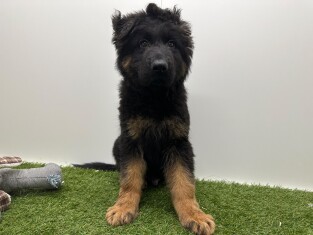 German Shepherd male Puppy for sale 014729428