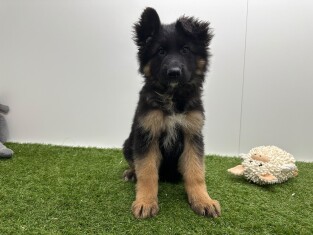 German Shepherd female Puppy for sale 014729431