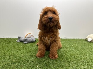 Cockapoo reu Puppy te koop 014729445