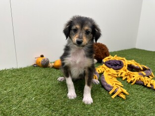 Kruising Shetland Sheepdog x Border Collie teefje Puppy te koop 014729821