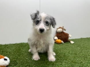 Croise Shetland Sheepdog x Border Collie femelle Chiot à vendre 014729831