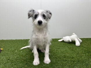 Kruising Shetland Sheepdog x Border Collie teefje Puberpup te koop 014729831