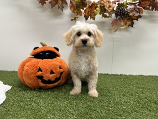 Maltipoo reu Puberpup te koop 014729893