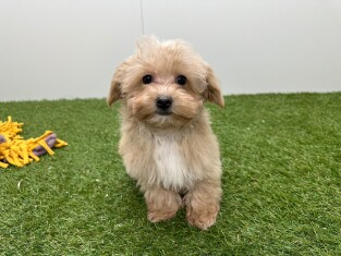 Maltipoo reu Puppy te koop 014729894