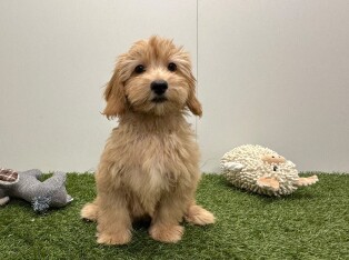 Maltipoo reu Puppy te koop 014729982